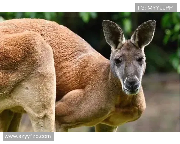 邓伯什与奥斯的巅峰对决谁将成为拳击界的新王者